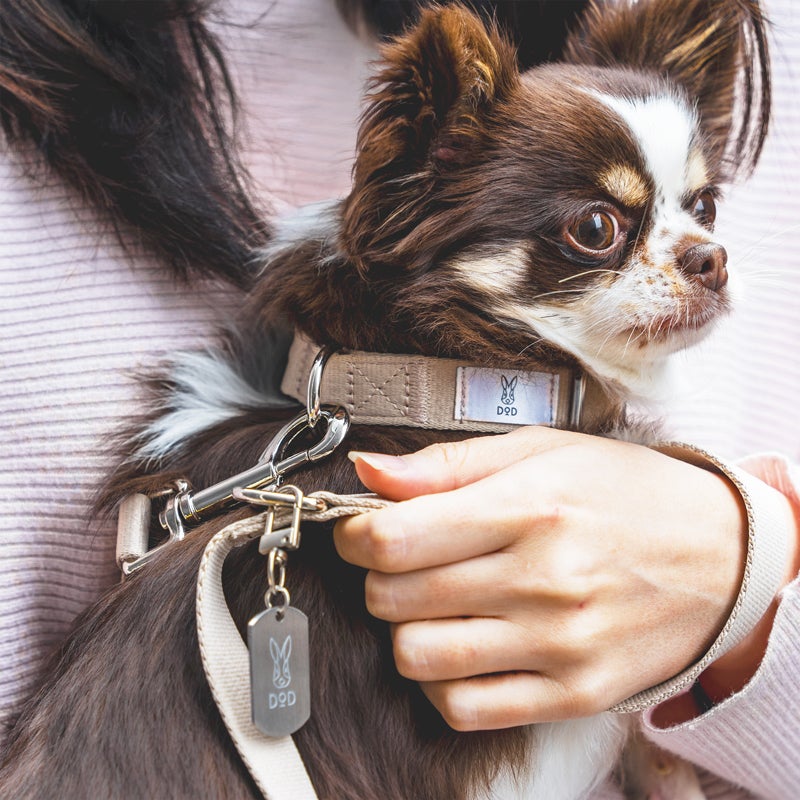 fave pet lead & collar | DOD STORE （ディーオーディー公式